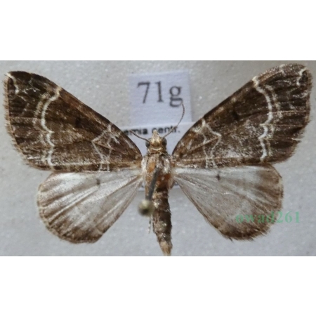 Ecliptopera silaceata (Denis & Schiffermüller, 1775) Paśnik niecierpek Czech71g